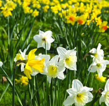 daffodils-in-london-park